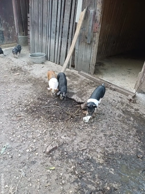 purcei de vânzare pietrean și landras  - imagine 2 purcei de vânzare pietrean și landras  - imagine 2