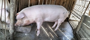 porci crescuți bio - imagine 4