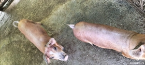 porci crescuți bio - imagine 5