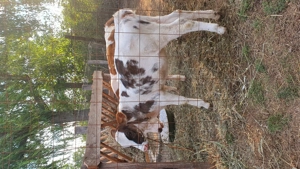 Vând vitea din mama bună de lapte 