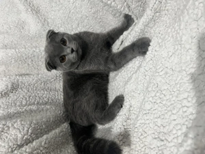 Pisică scottish de vânzare 