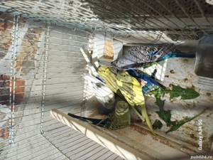 Peruși maturi - imagine 3