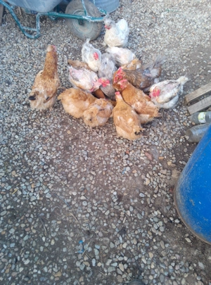 Vând găini de casă pt tăiat 
