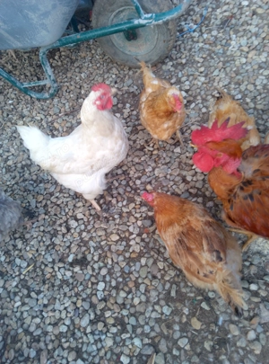 Vând găini de casă pt tăiat  - imagine 2 Vând găini de casă pt tăiat  - imagine 2