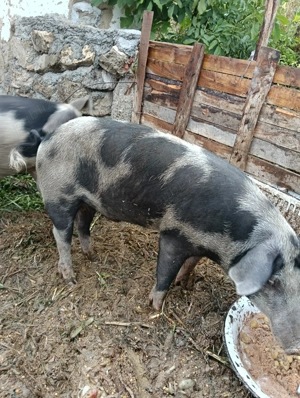 Vând un porc de rasă crescut natural 