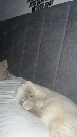 vand urgent pisica scottish fold - imagine 2 vand urgent pisica scottish fold - imagine 2