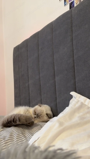 vand urgent pisica scottish fold