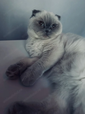 vand urgent pisica scottish fold - imagine 3 vand urgent pisica scottish fold - imagine 3