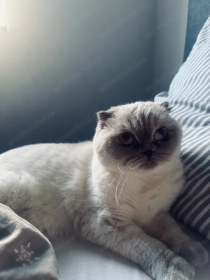 vand urgent pisica scottish fold - imagine 4 vand urgent pisica scottish fold - imagine 4