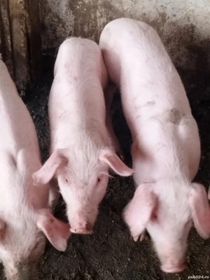 vând grasuni - imagine 3