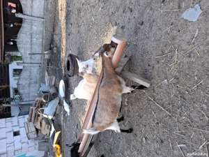 vand doua iede - imagine 2