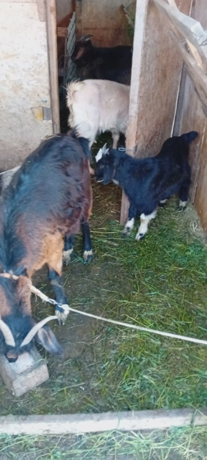 Schimb capre cu porc