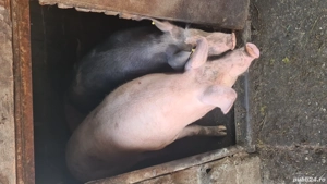 porci 120-150kg - imagine 2