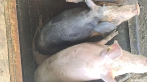 porci 120-150kg - imagine 3