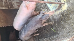 porci 120-150kg - imagine 4