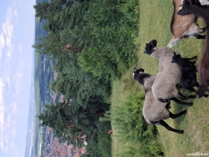 vand o familie de oi romanov - imagine 3