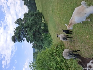 vand o familie de oi romanov