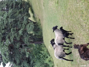 vand o familie de oi romanov - imagine 2