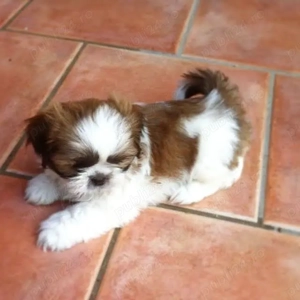 Catelusa ShihTzu  - imagine 3