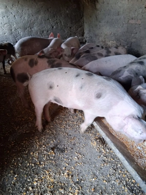 Vând purcei  - imagine 2 Vând purcei  - imagine 2