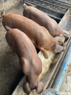 Vand porci de carne 60-70 kg - imagine 2 Vand porci de carne 60-70 kg - imagine 2