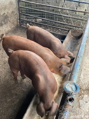 Vand porci de carne 60-70 kg