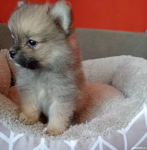Pomeranian Băiețel