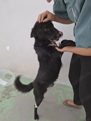 Urgent cautam familie pentru Azorica - imagine 3