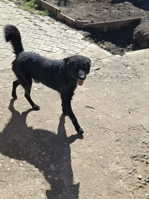 Urgent cautam familie pentru Azorica - imagine 2