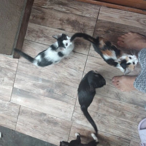 Pisicute spre adopție 