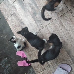 Pisicute spre adopție  - imagine 2