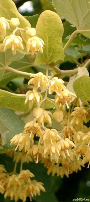 Tei argintiu - imagine 2