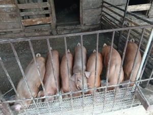 Purcei de vanzare 12 saptamani - imagine 2 Purcei de vanzare 12 saptamani - imagine 2