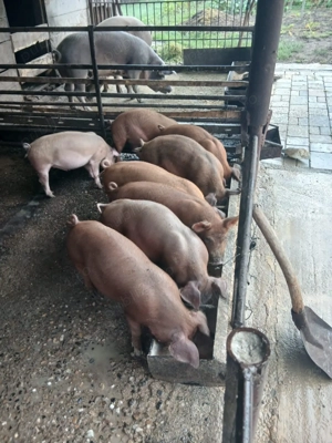 Purcei de vanzare 12 saptamani - imagine 3 Purcei de vanzare 12 saptamani - imagine 3