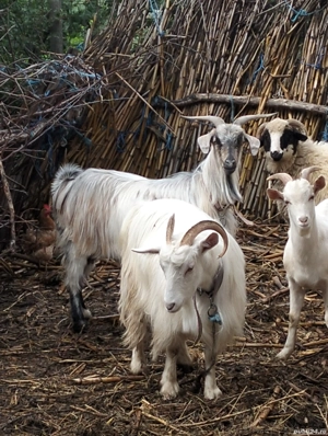 vînd 2capre  - imagine 2