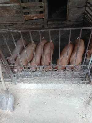 Purcei de vanzare 12 saptamani - imagine 4 Purcei de vanzare 12 saptamani - imagine 4