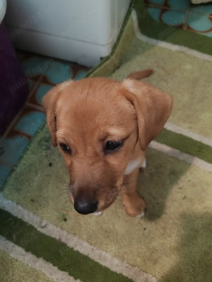 Vând pui cățeluș sorecar