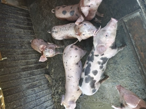 Purcei de vânzare 10 saptamani - imagine 4