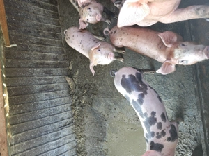 Purcei de vânzare 10 saptamani - imagine 3