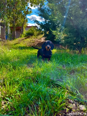 Cațelusi din rasa Teckel 