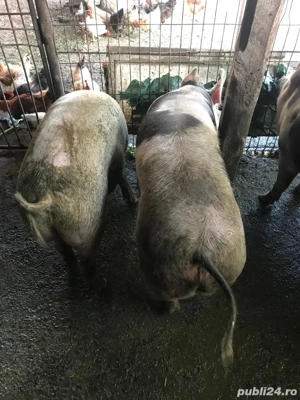 Vand porc Pietrain - 130 kg  - imagine 3 Vand porc Pietrain - 130 kg  - imagine 3