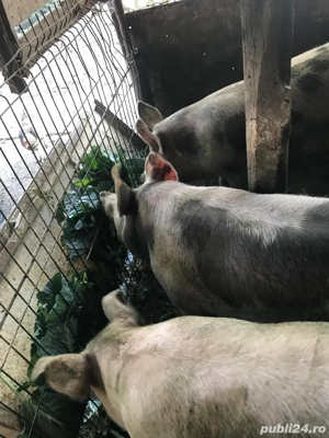 Vand porc Pietrain - 130 kg  - imagine 2 Vand porc Pietrain - 130 kg  - imagine 2