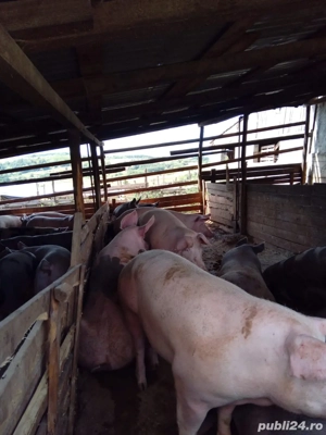 porci de vanzare 