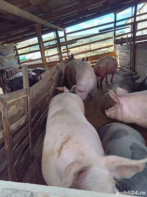 porci de vanzare  - imagine 3