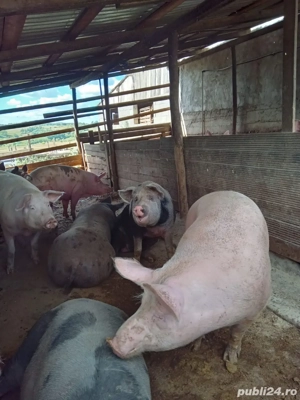 porci de vanzare  - imagine 2