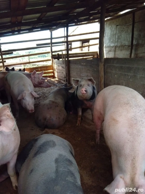 porci de vanzare  - imagine 4
