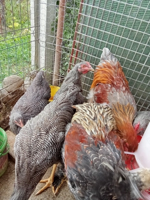 Vând cocoși de rasa - imagine 3 Vând cocoși de rasa - imagine 3