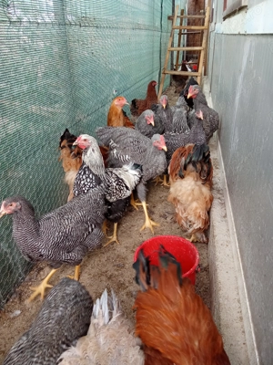 Vând cocoși de rasa - imagine 2 Vând cocoși de rasa - imagine 2