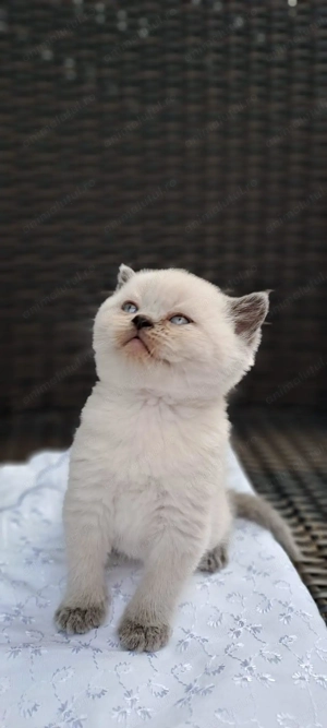 Pui de british shorthair 