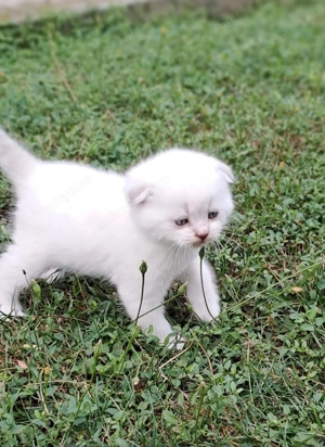 Pui de british shorthair  - imagine 2